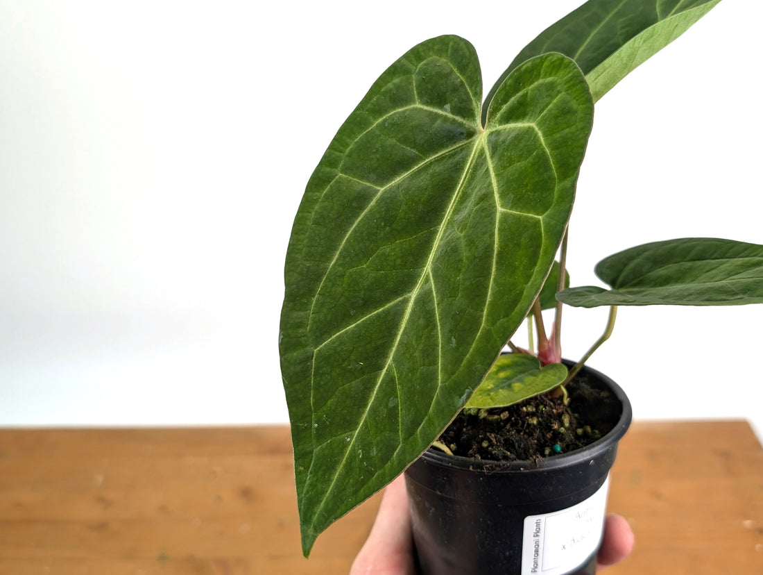 Anthurium SKG x Black Velvet