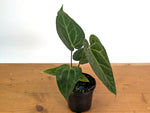 Anthurium SKG x Black Velvet