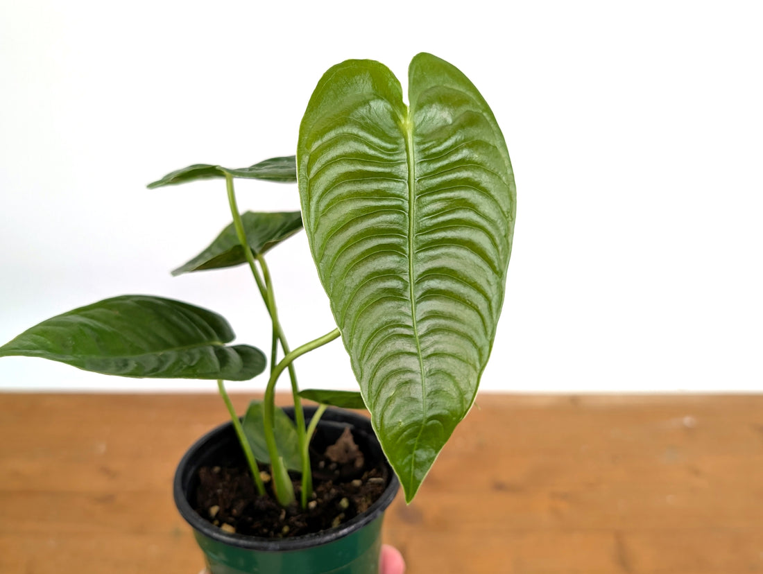 Anthurium Veitchii &