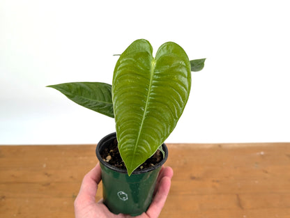 Anthurium Veitchii &