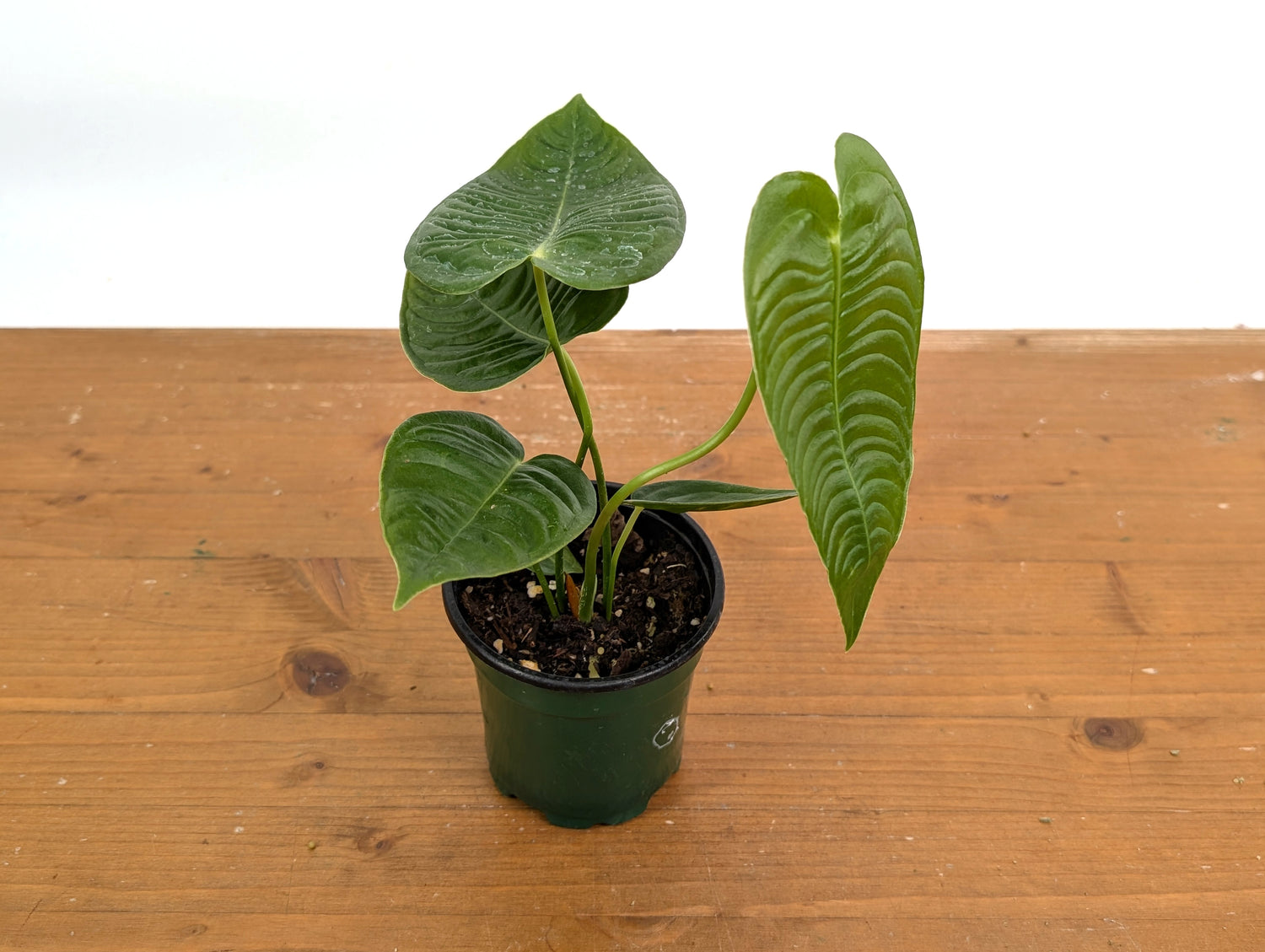 Anthurium Veitchii &
