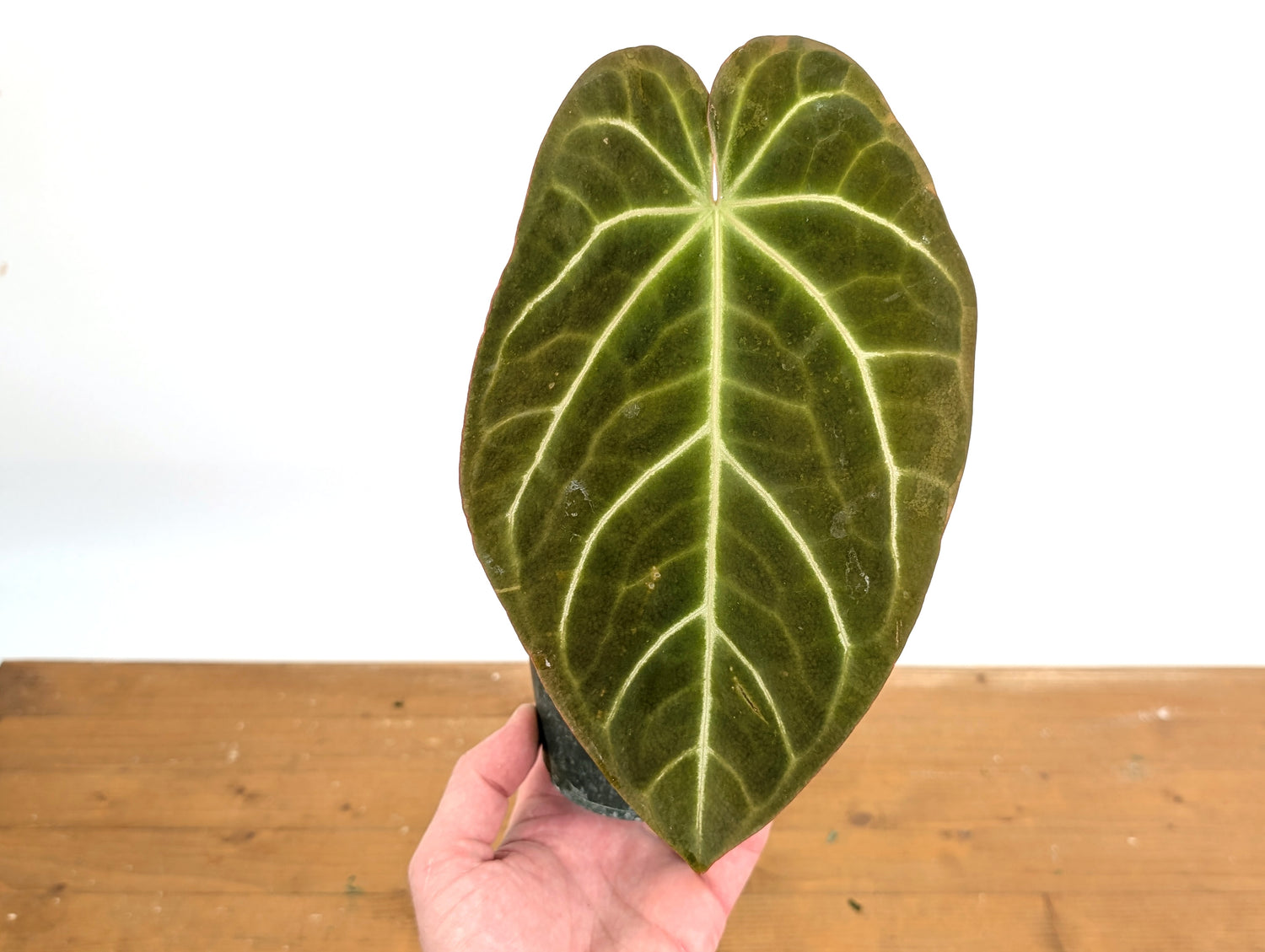 Anthurium Shuar Soul (Crystallinum x Magnificum)