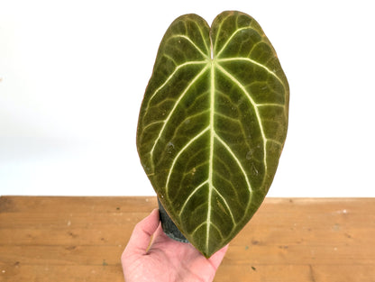 Anthurium Shuar Soul (Crystallinum x Magnificum)