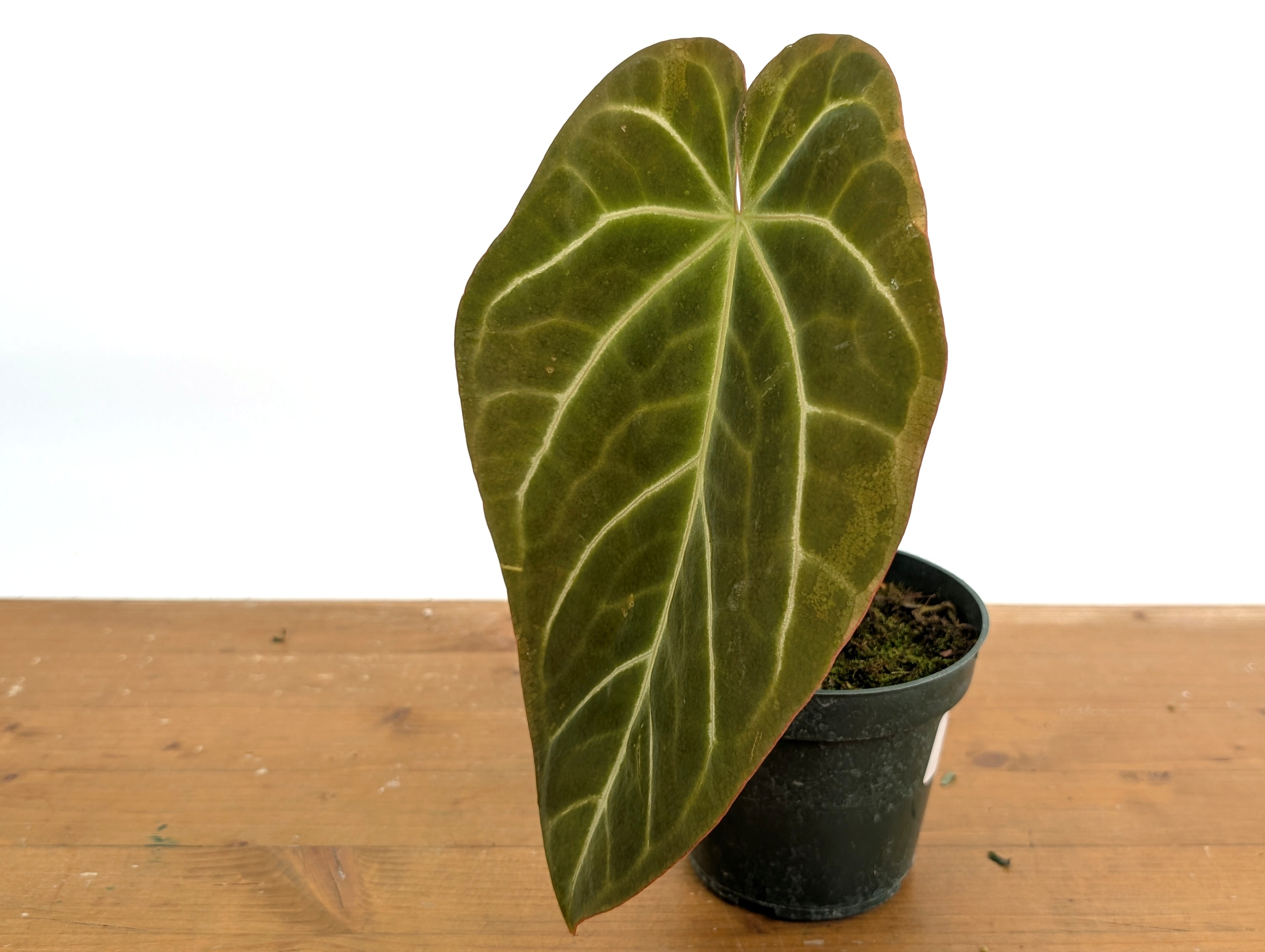 Anthurium Shuar Soul (Crystallinum x Magnificum)