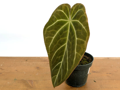 Anthurium Shuar Soul (Crystallinum x Magnificum)