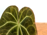 Anthurium Shuar Soul