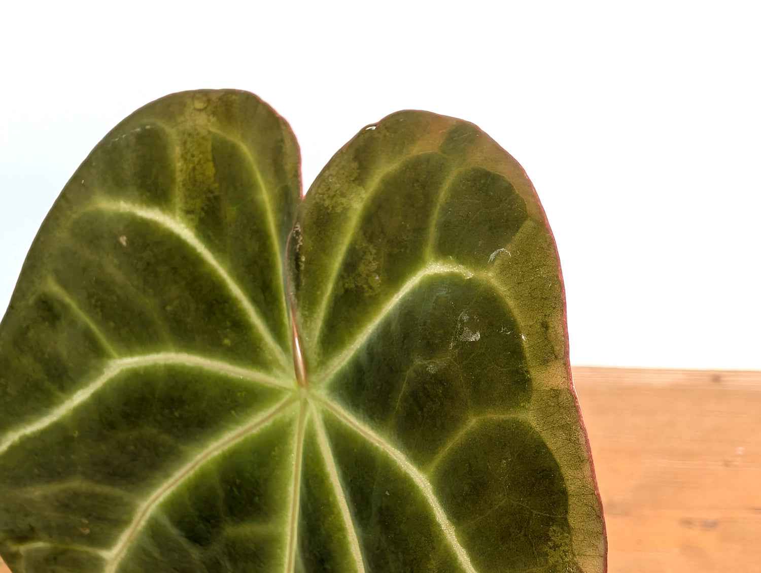 Anthurium Shuar Soul (Crystallinum x Magnificum)