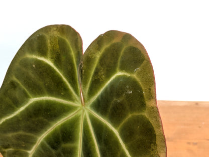 Anthurium Shuar Soul (Crystallinum x Magnificum)