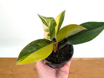 Philodendron Red Congo Variegated