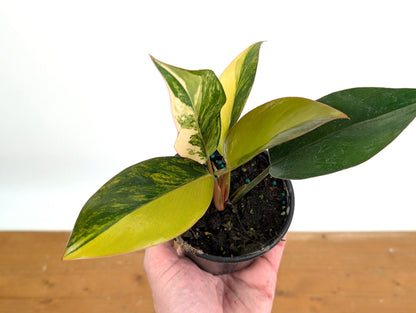 Philodendron Red Congo Variegated