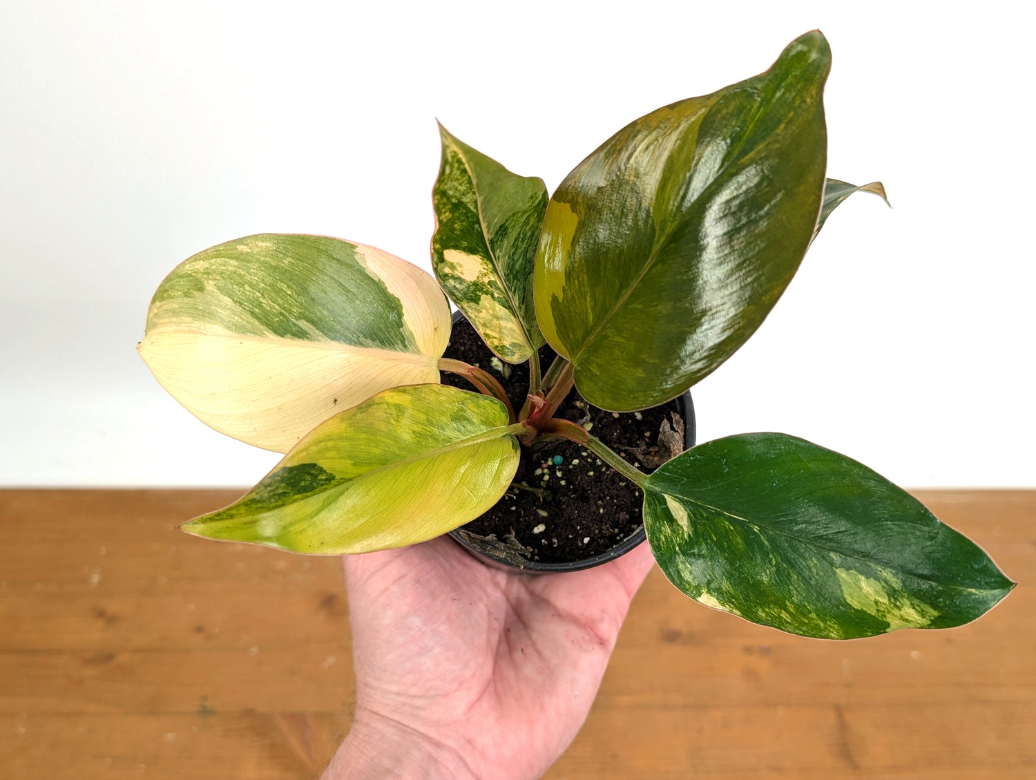 Philodendron Red Congo Variegated