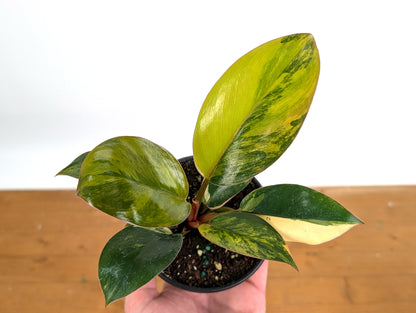 Philodendron Red Congo Variegated