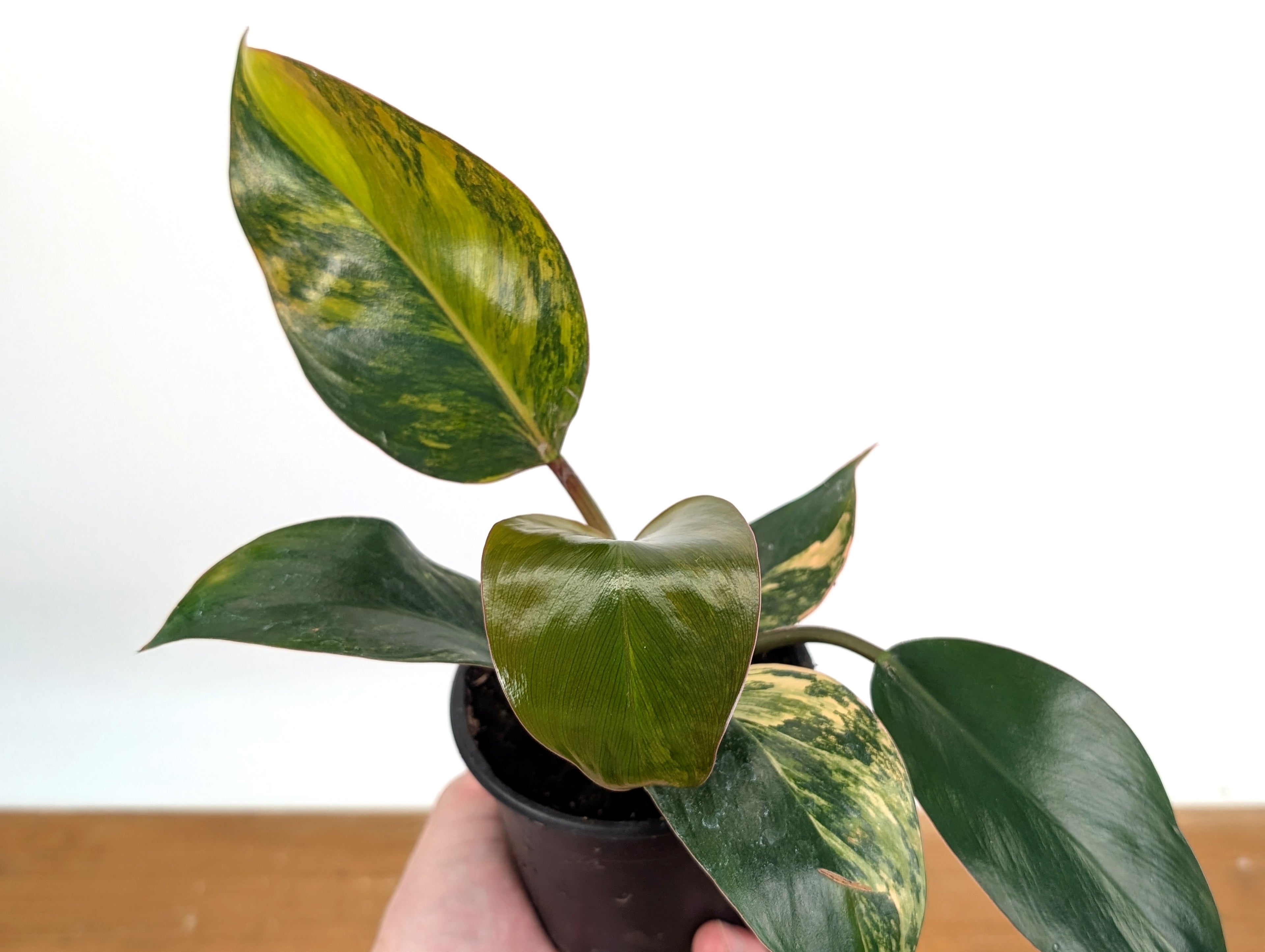Philodendron Red Congo Variegated