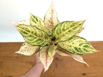 Aglaonema Lucky