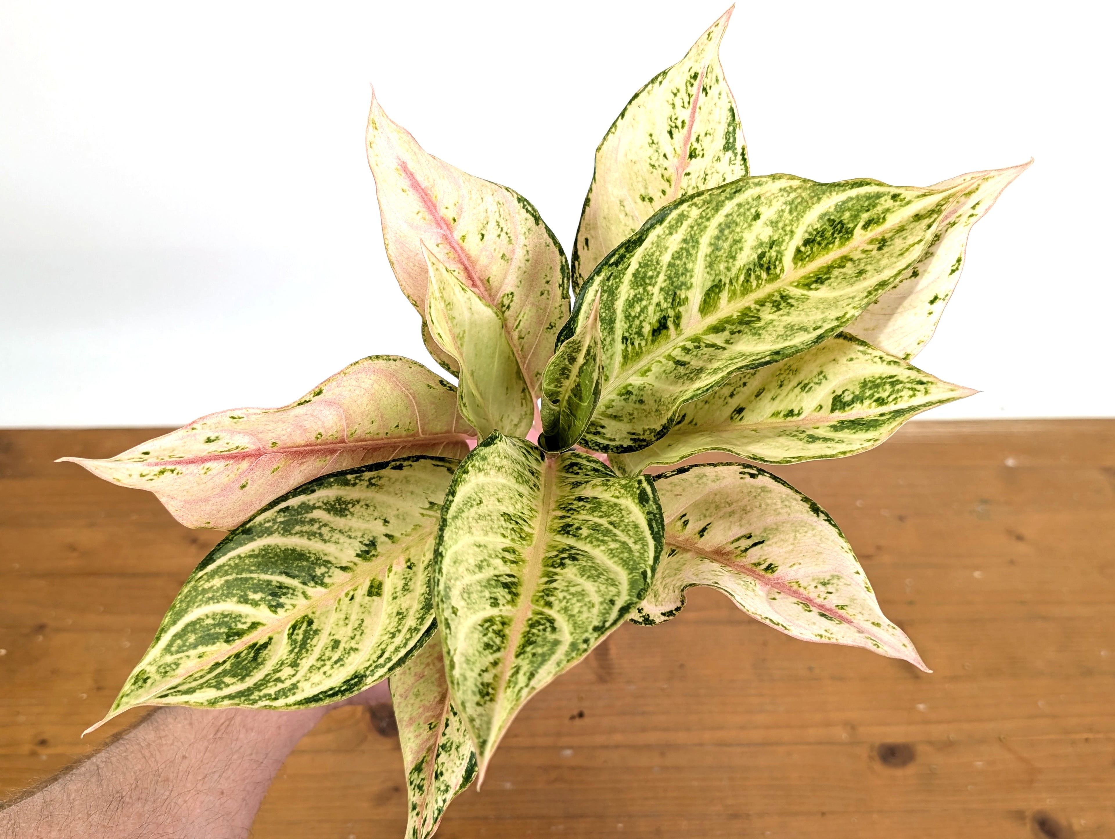 Aglaonema Lucky