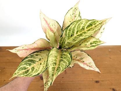 Aglaonema Lucky