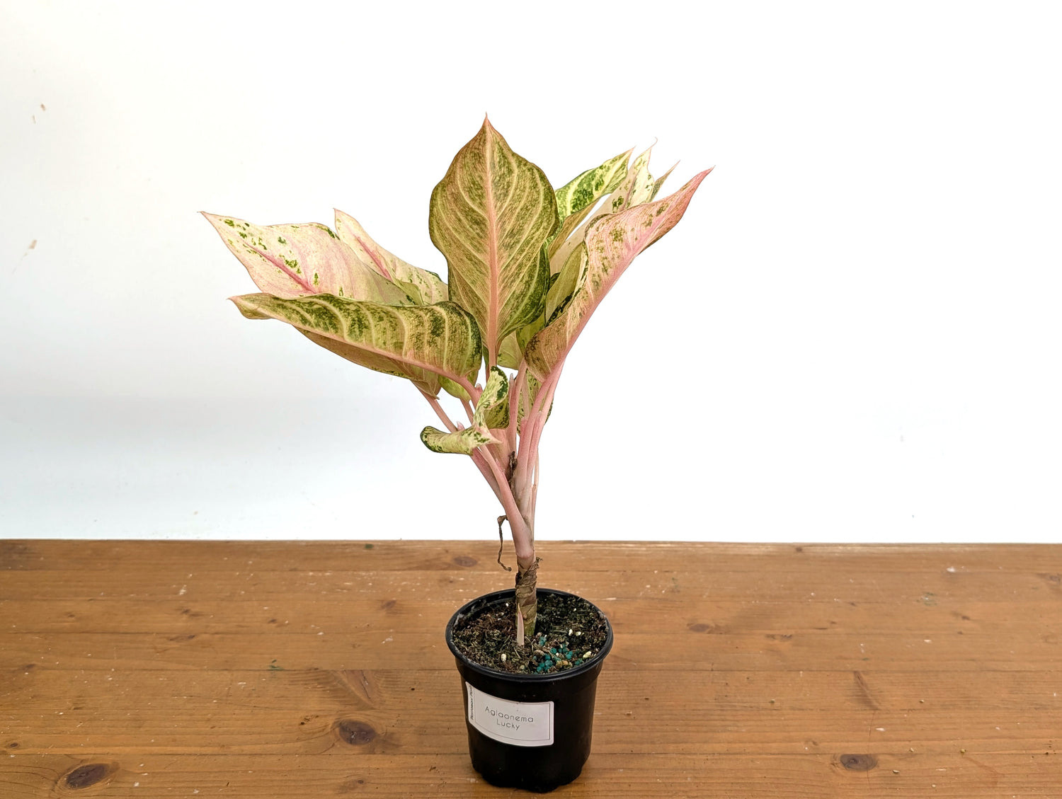 Aglaonema Lucky