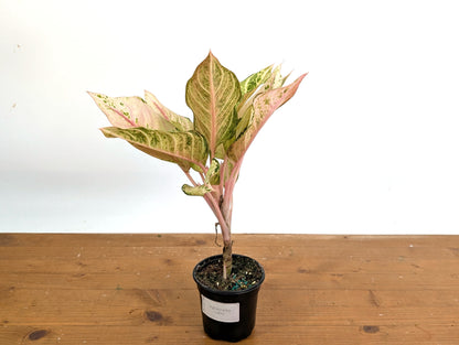 Aglaonema Lucky