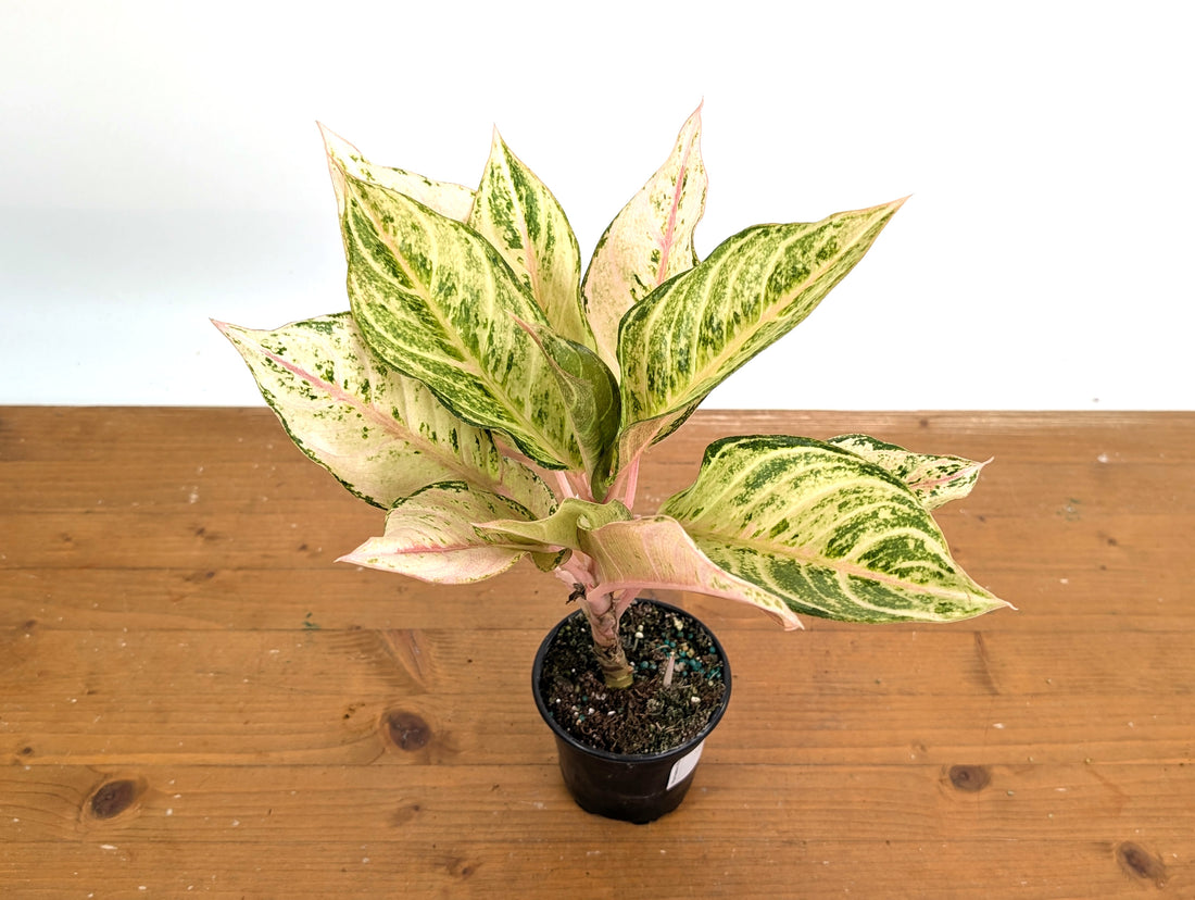 Aglaonema Lucky