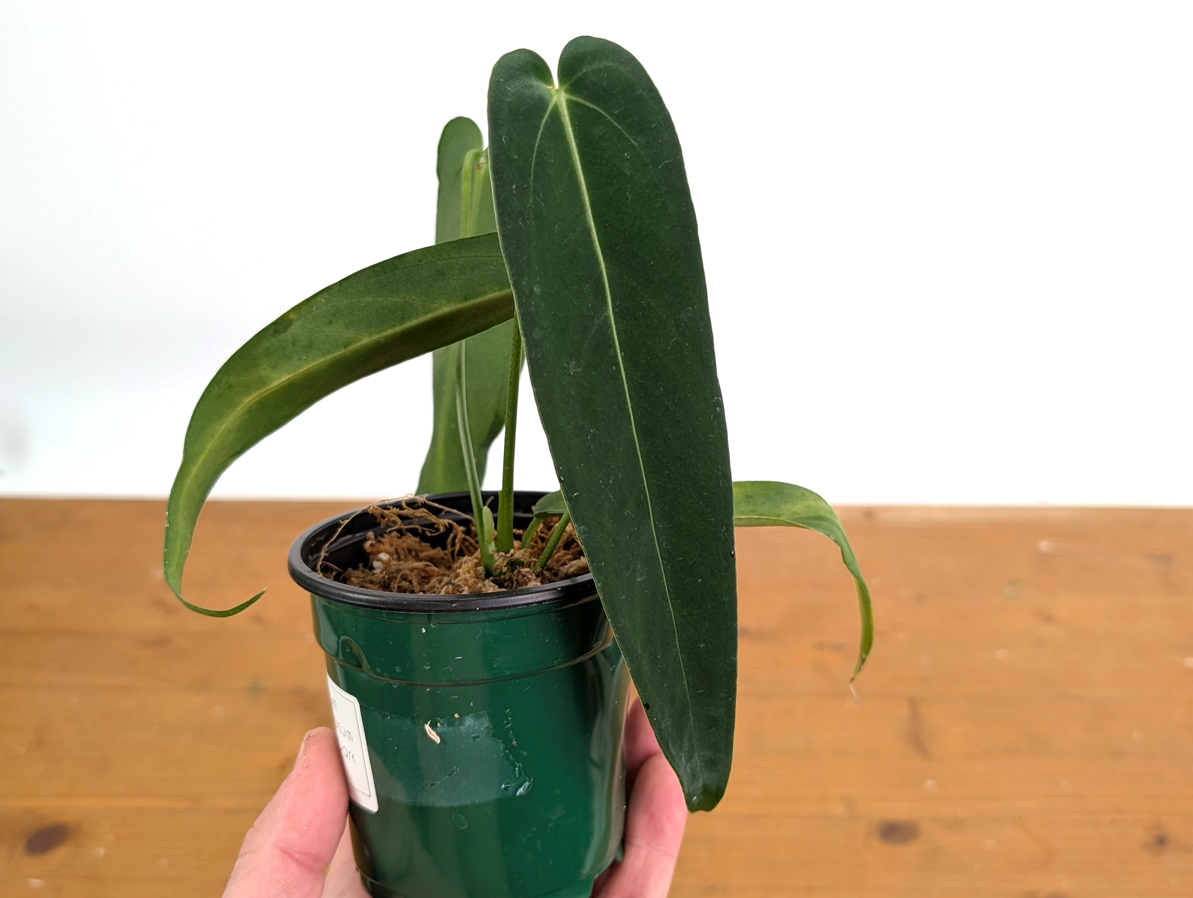 Anthurium warocqueanum Esmeralda - Plantamani Exotic and Tropical