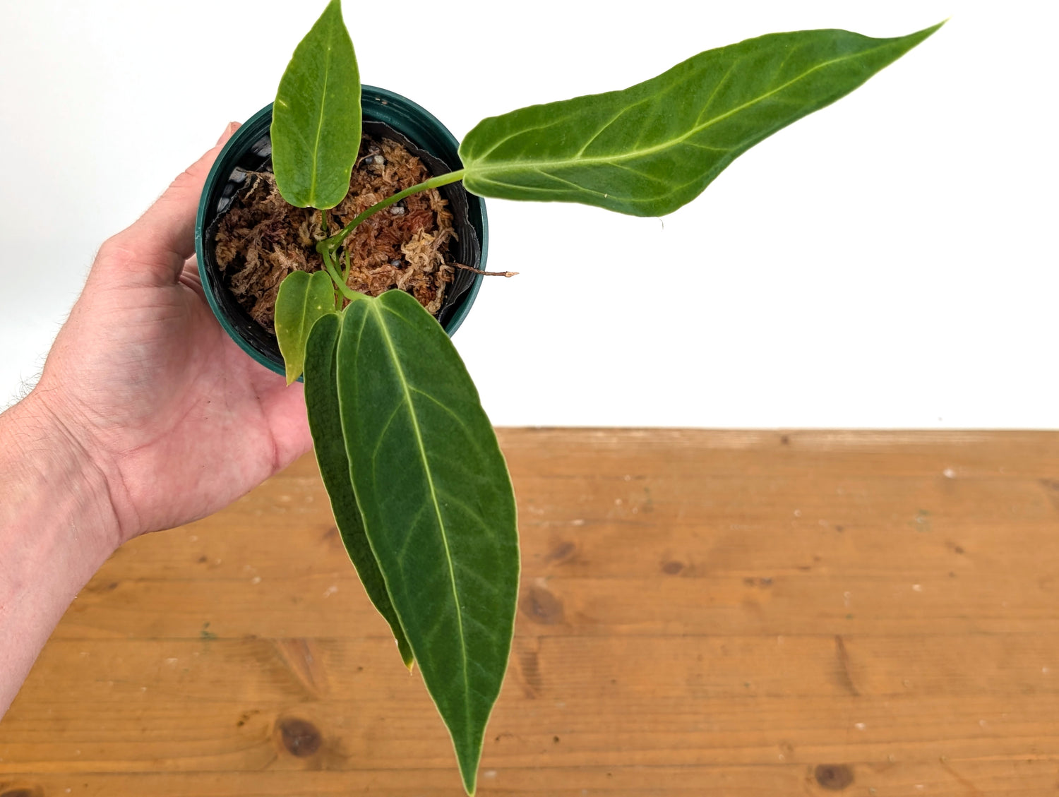 Anthurium Zamora Queen (marmoratum 2 x warocqueanum)