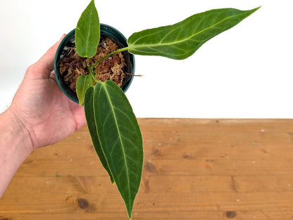 Anthurium Zamora Queen (marmoratum 2 x warocqueanum)