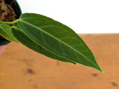 Anthurium Zamora Queen (marmoratum 2 x warocqueanum)