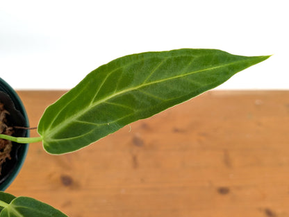 Anthurium Zamora Queen (marmoratum 2 x warocqueanum)