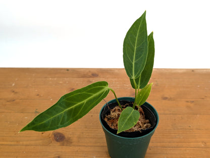 Anthurium Zamora Queen (marmoratum 2 x warocqueanum)
