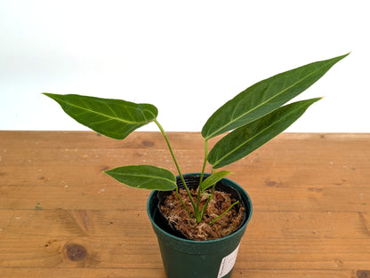 Anthurium Zamora Queen (marmoratum 2 x warocqueanum)