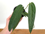 Anthurium Warocqueanum Green Sapphire