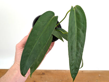 Anthurium Warocqueanum Green Sapphire