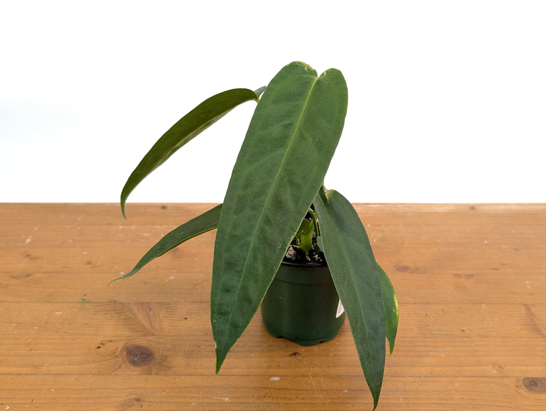 Anthurium Warocqueanum Green Sapphire