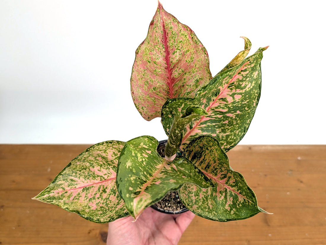 Aglaonema Fortune