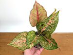 Aglaonema Fortune