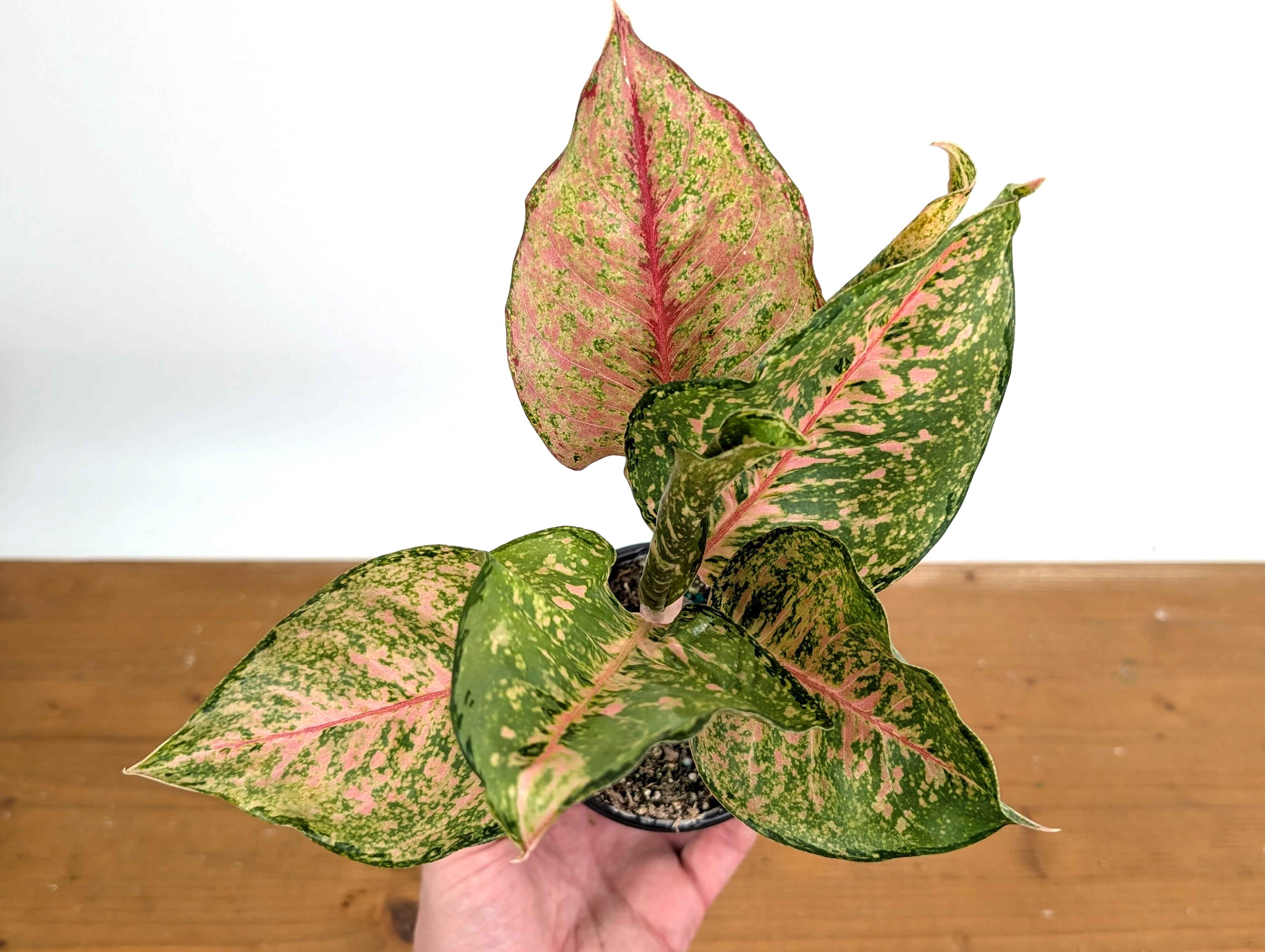 Aglaonema Fortune