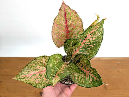 Aglaonema Fortune