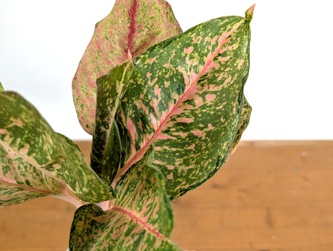Aglaonema Fortune