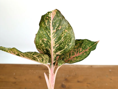 Aglaonema Fortune