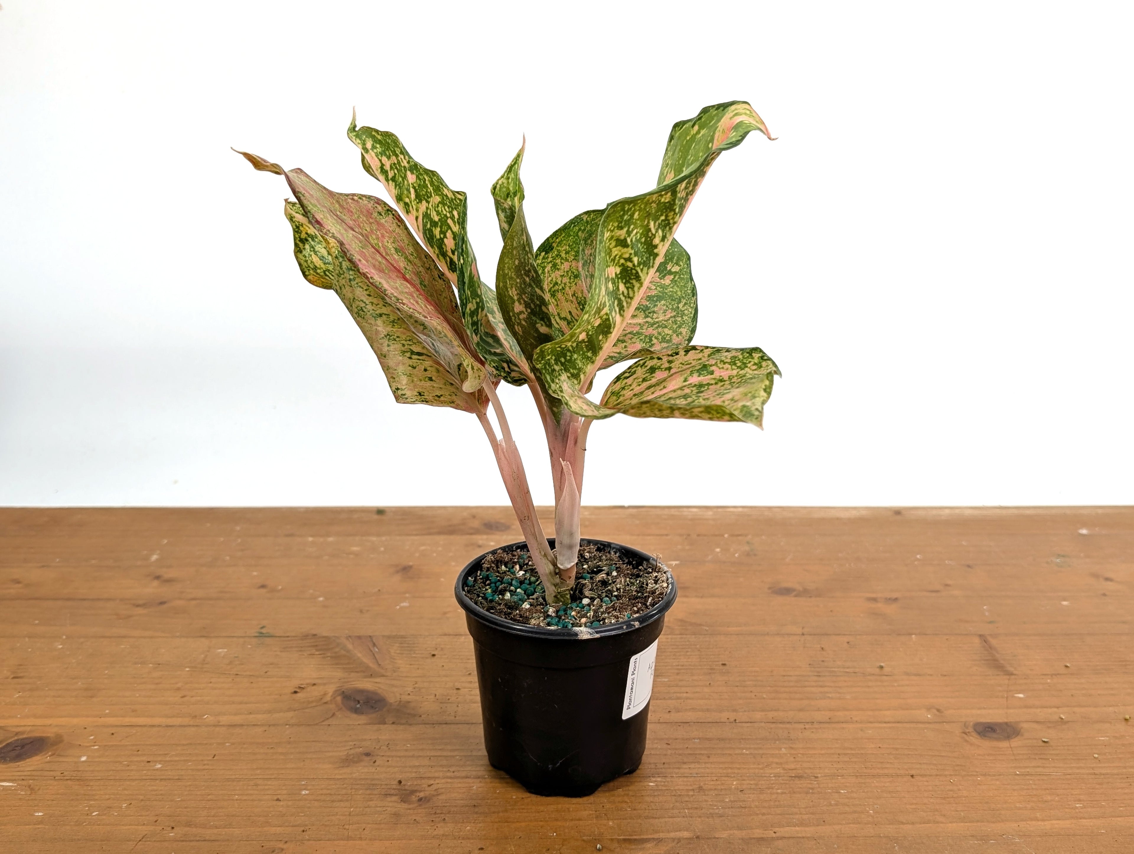 Aglaonema Fortune