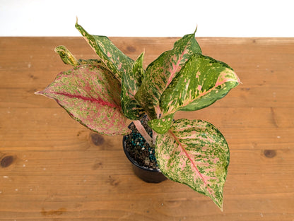 Aglaonema Fortune