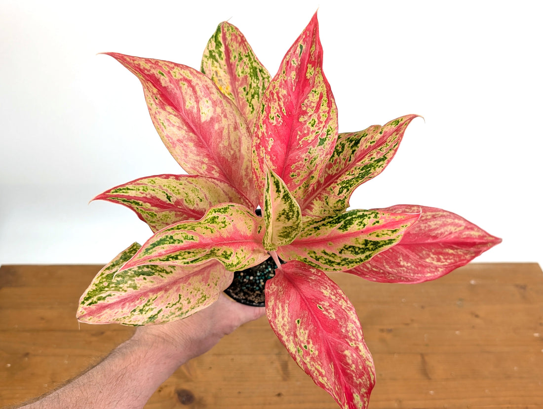 Aglaonema Pink Butterfly
