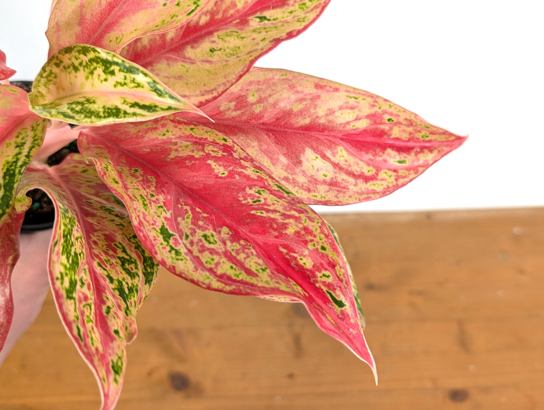 Aglaonema Pink Butterfly