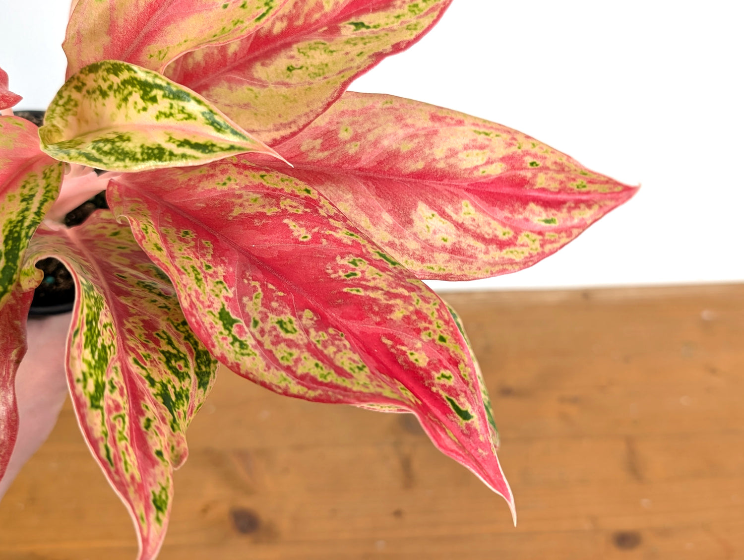 Aglaonema Pink Butterfly