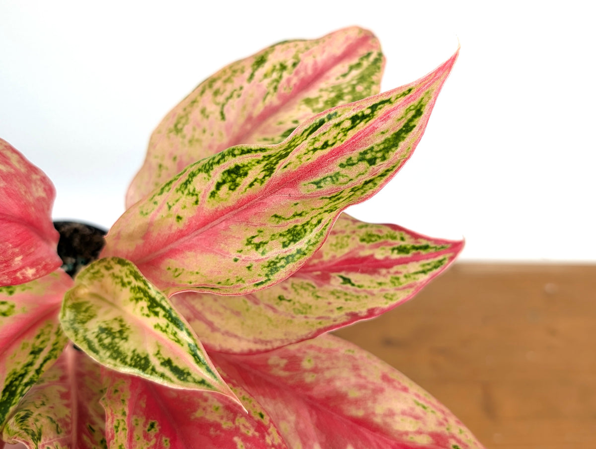 Aglaonema Pink Butterfly