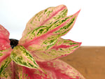 Aglaonema Pink Butterfly