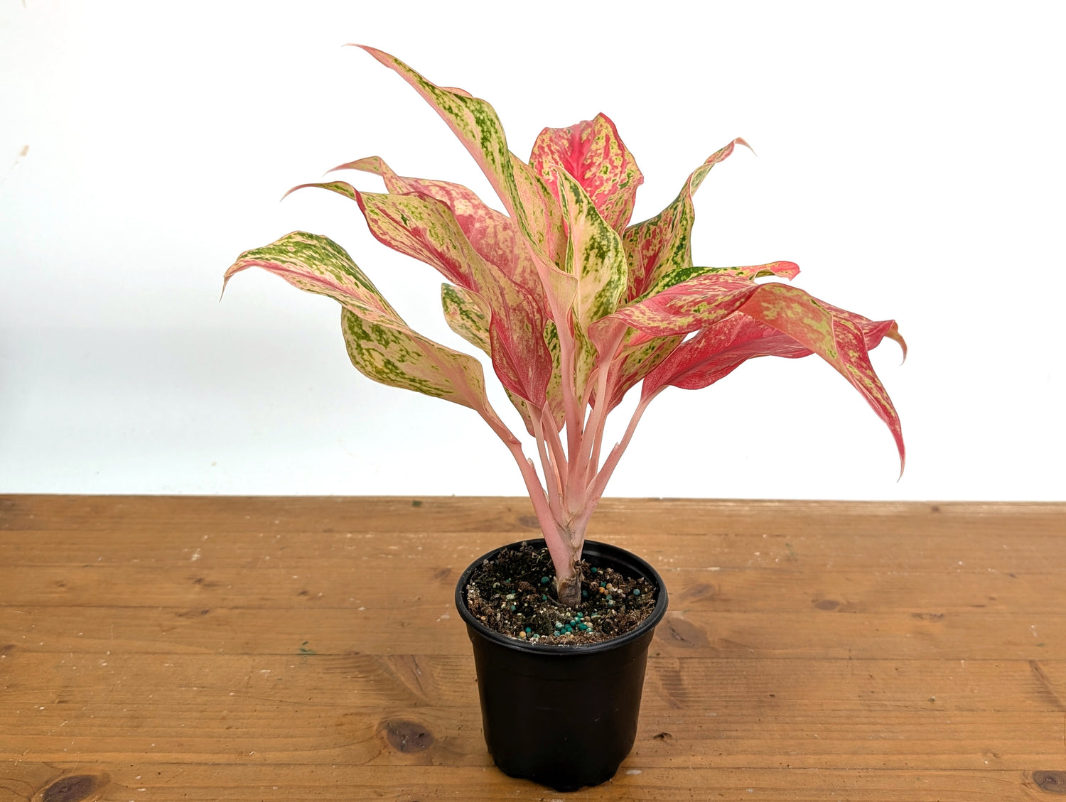 Aglaonema Pink Butterfly