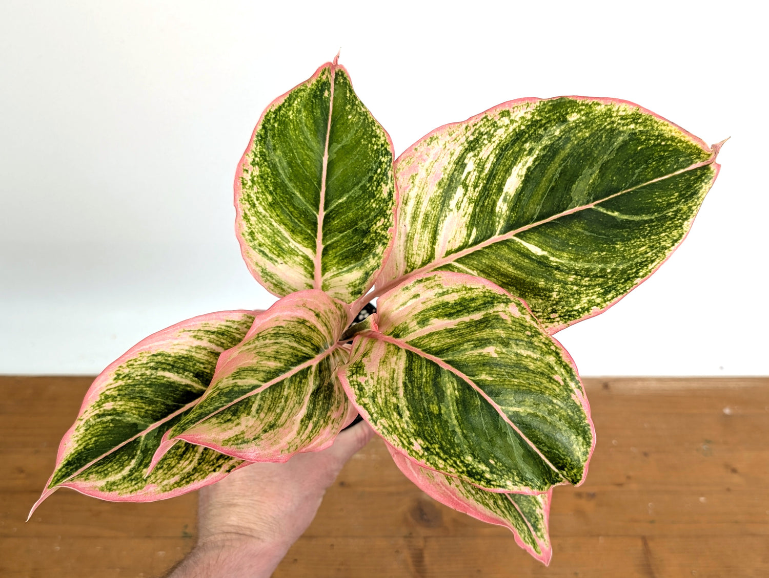 Aglaonema Pinky Pie