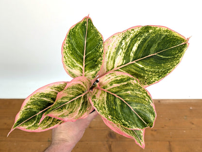 Aglaonema Pinky Pie