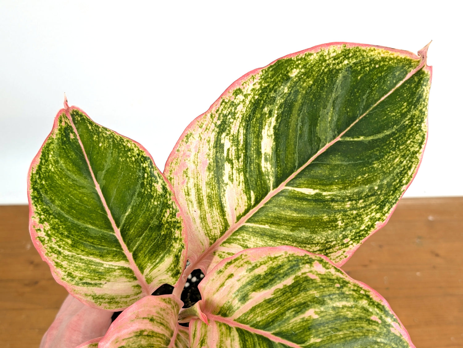Aglaonema Pinky Pie